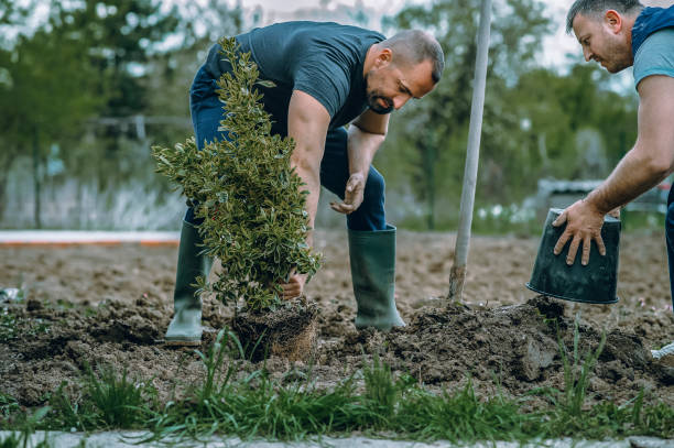 Mulching Services in Millington, TN